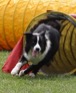 Warringal Agility Trial AM  352-2 
