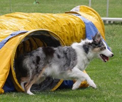 Warringal Agility Trial AM  263-2 