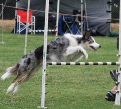 Warringal Agility Trial AM  044-2 