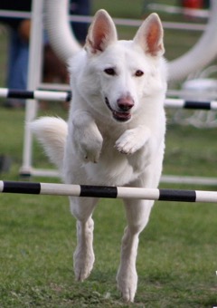 Knox Agility 213-2