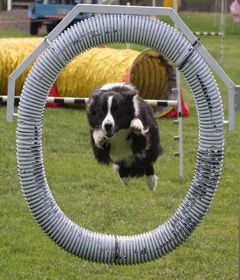 Warringal Agility Trial AM 353-2